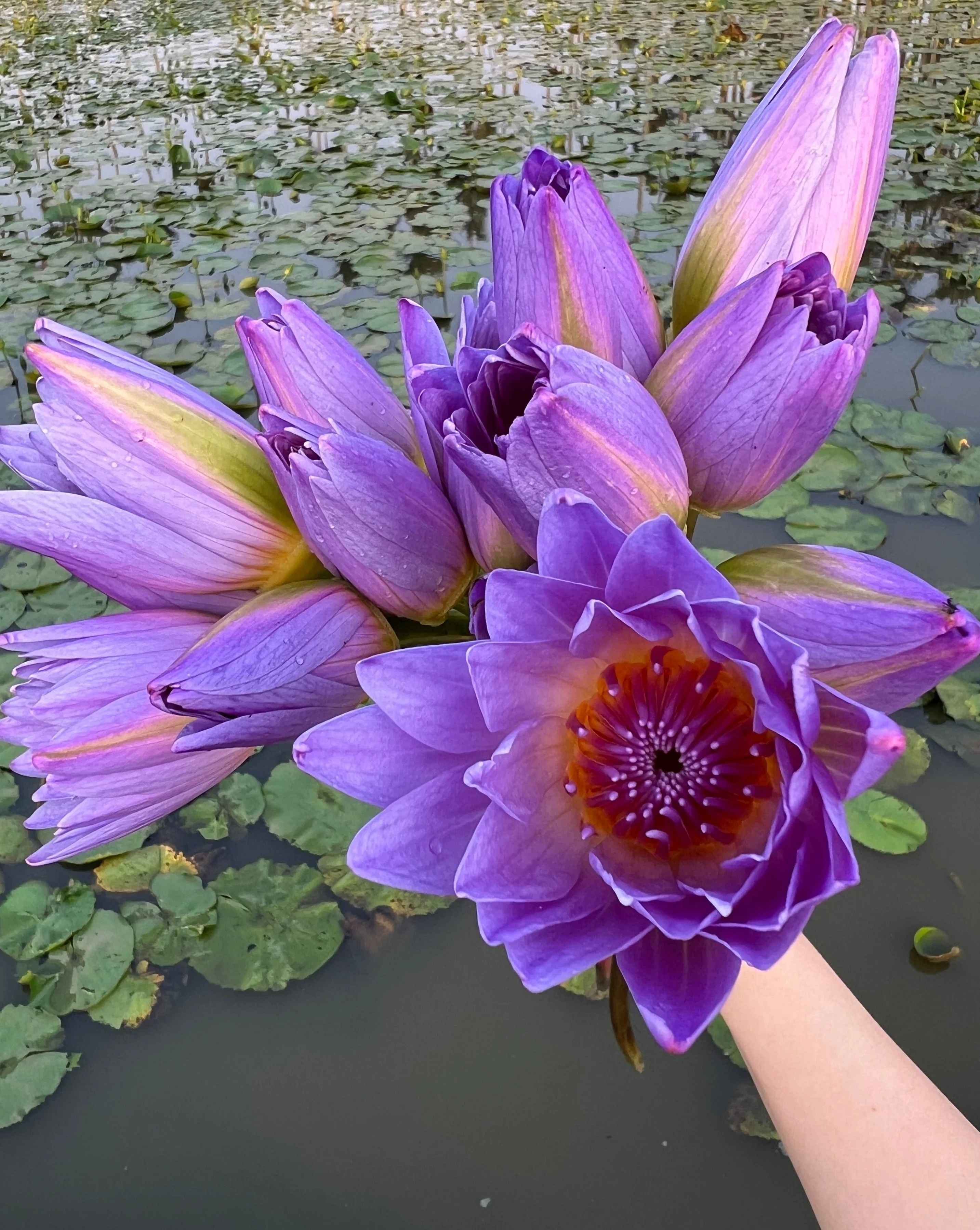 The Qi Blue Lotus Tea - Image 7