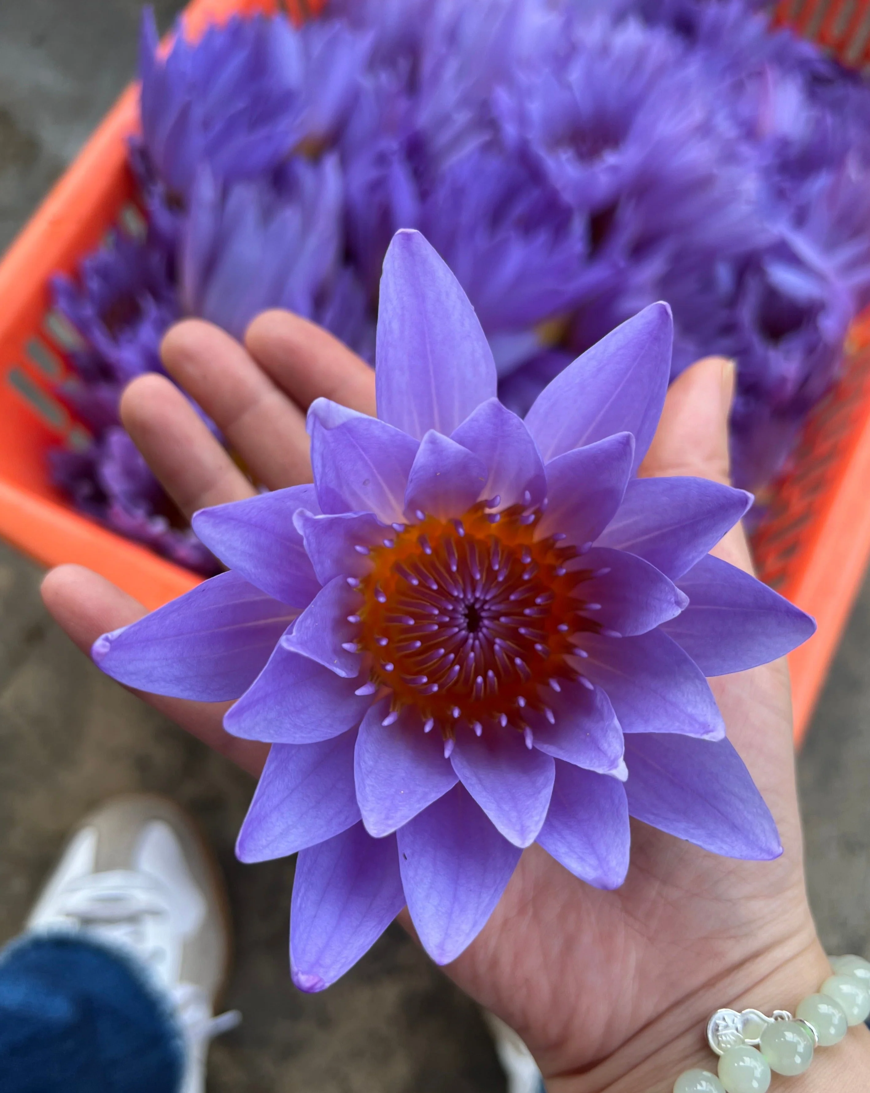 The Qi Blue Lotus Tea - Image 8