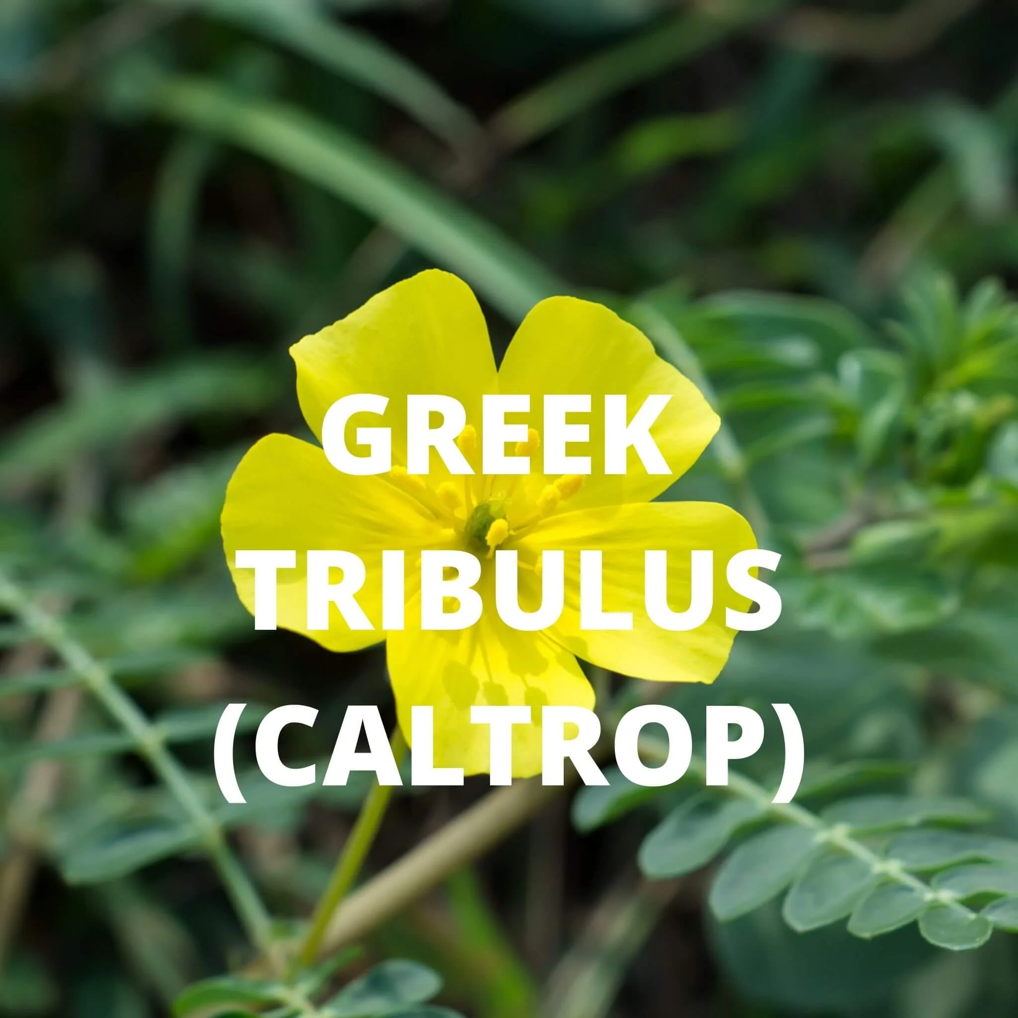 Greek Superherbs Sleep Tea - Image 6