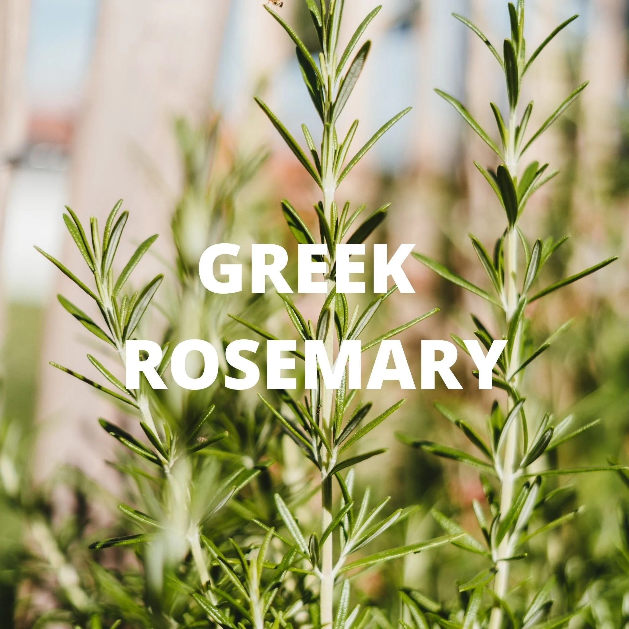 Greek Superherbs Crete Tea - Image 4