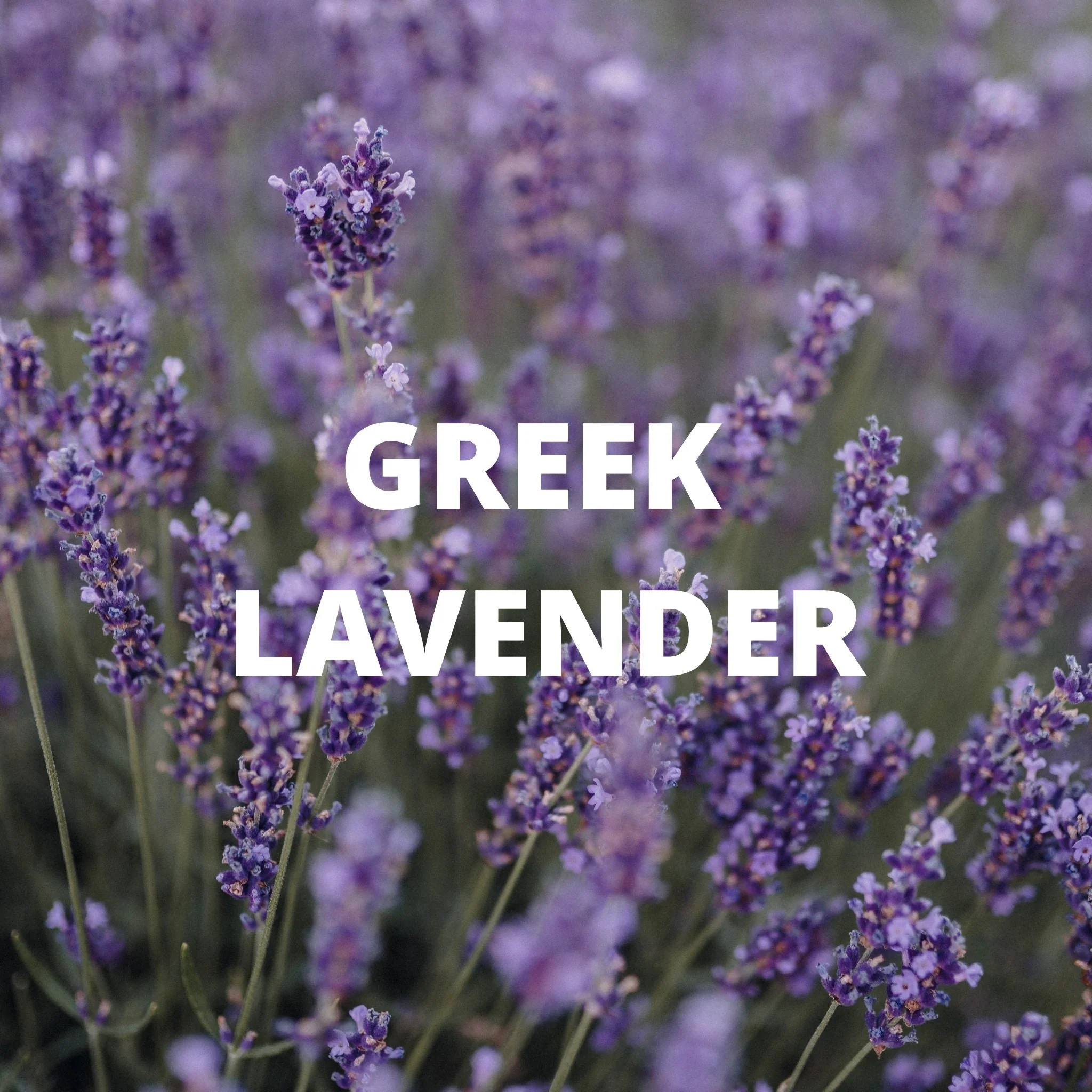 Greek Superherbs Detox Tea - Image 5